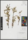 Foto von Salix alba L.